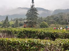 -姑婆山旅游区