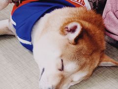 -逗柴咖啡屋·狗咖猫咖宠物桌游