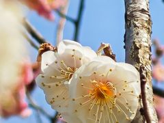 -梅花山(明孝陵内)