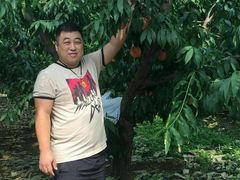 -小慧大桃观光采摘园
