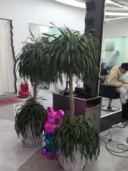 -ON STAR SALON