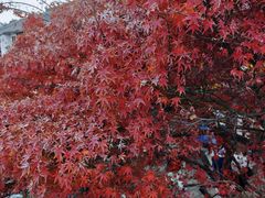 -松鹤楼(山塘街店)