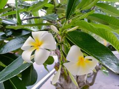 -西双版纳傣族园