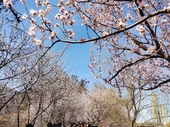 -桃花堤公园
