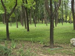 -大望京公园