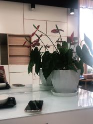 -CARR SALON