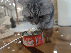 -共舞时光猫咖·狗咖(新街口店)