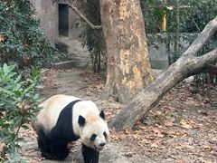 -成都动物园