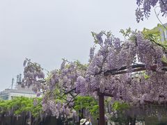-嘉定紫藤园