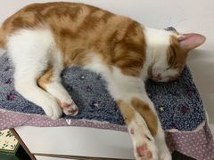 -关爱宠物医院·猫科中心·消化科(滨湖万达分院)