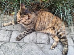 -阿嬷手作(成都万象城店)