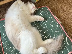 -猫大福·Fortune Cat猫舍(百子湾店)