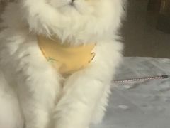 -宠福鑫康馨动物医院·骨科·眼科