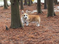 -上海海湾国家森林公园