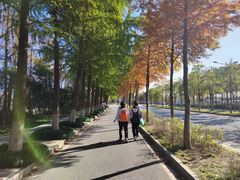 -上海长兴岛郊野公园