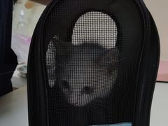 -全心全意连锁动物医院·微创中心·内科急重症·心脏专科(丰管路店)