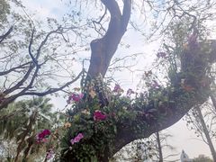 -人民公园(罗湖区)