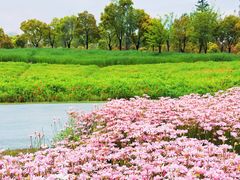 -春花秋色城市公园