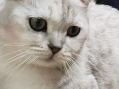 -藏猫猫咖啡主题馆(中央大道店)