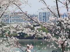 -羊山湖公园