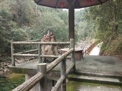 -九龙江国家森林公园