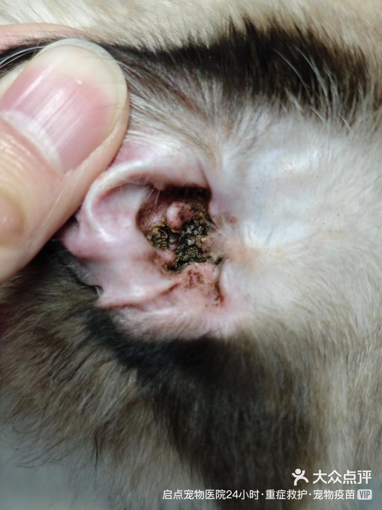 嘎漂亮的小猫咪耳朵这么脏