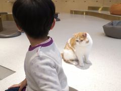 -飞行喵MR PILOT|猫舍·猫咖(静安大融城店)