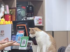 -蛇口康乐快餐鱼仔档(翠苑小区店)