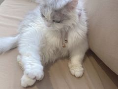 -怪兽屋·羊驼·猫咖·狗咖(俊华广场店)