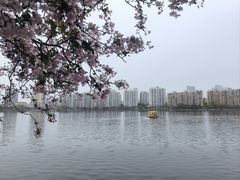 -莫愁湖公园