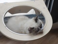 -瑞派名望志远动物医院·猫科·內科·异宠专科(直港大道店)