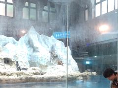 -帝企鹅自助餐厅•儿童岛•真企鹅(长隆企鹅酒店)