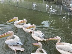 -广州长隆飞鸟乐园