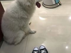 -艾贝尔宠物诊疗