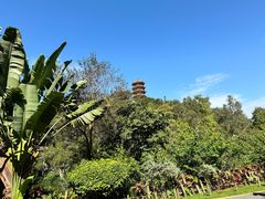 -深圳仙湖植物园