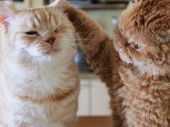 -辉旺烧鹅茶餐厅