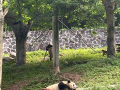 -都江堰中华大熊猫苑