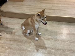 -南京Hallo宠物乐园·哈罗犬舍·柴犬繁育基地