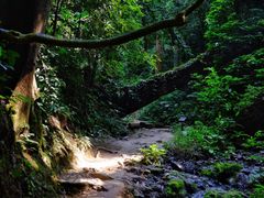 -西双版纳原始森林公园
