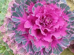 -中国天府农业博览园