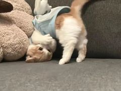 -纳吉亚猫专科动物医院·北北分院