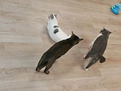 -柴迷FANS CLUB·柴犬狗咖·猫咖