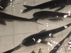 -春盛渔府(牛首山店)