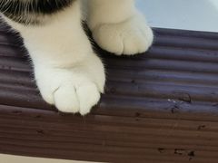 -COLOR PETS 撸猫馆·购猫·猫咖(长风大悦城店)