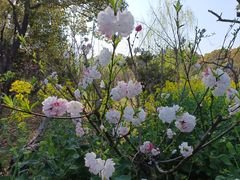 -南汇桃花村