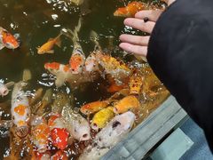 -上海大自然野生昆虫馆(东方明珠·爬宠昆虫探索中心)