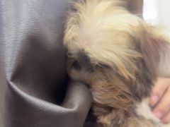 -翊宠yipet猫狗购宠庄园犬舍•猫舍