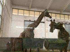 -石家庄市动物园