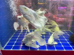 -朝来春花卉市场