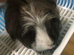-藦茜花园宠物主题亲子互动体验馆(国顺东路店)